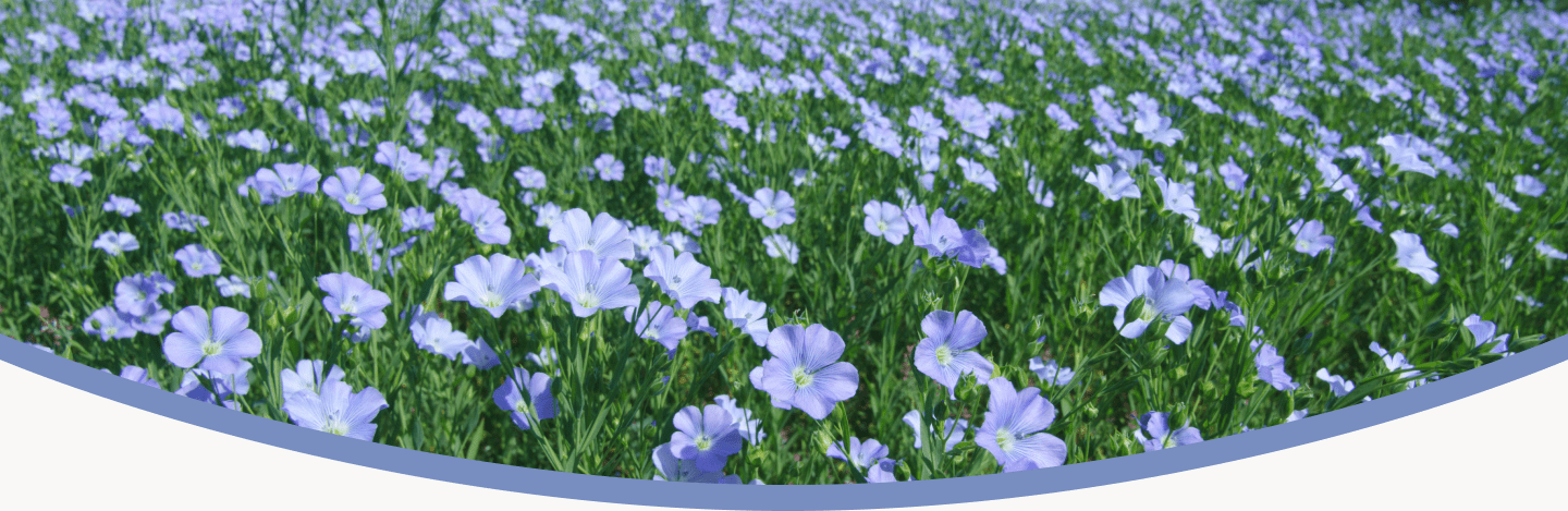 Flax banner-min
