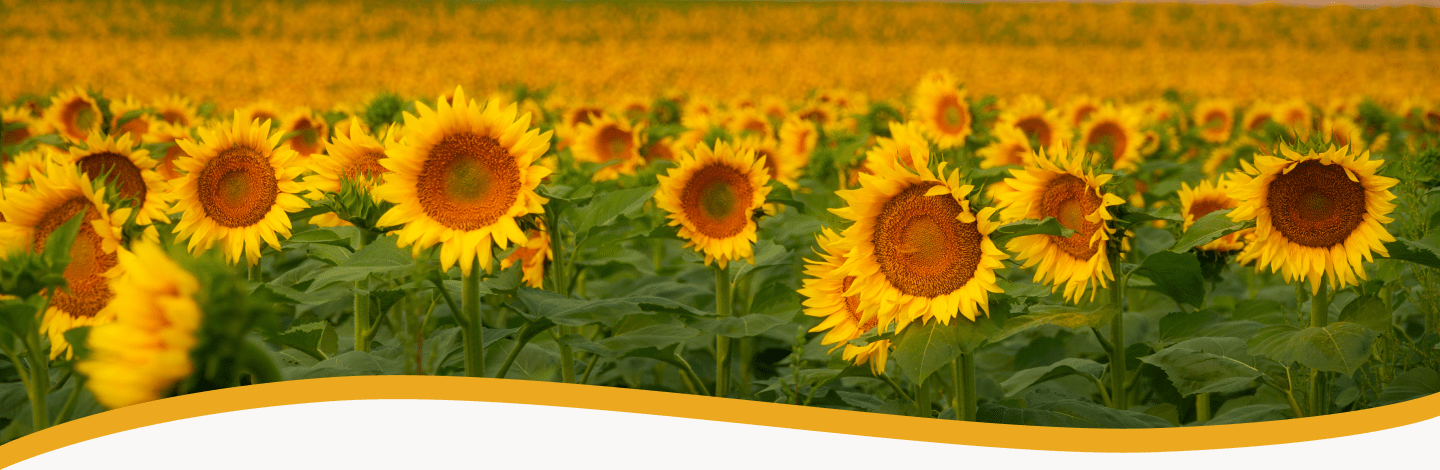 Flax banner-min